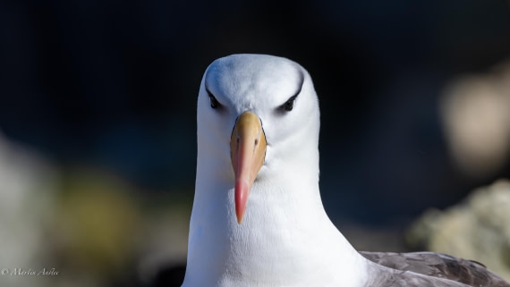 PLA27-25, Day 3, 088A5199 © Martin Anstee - Oceanwide Expeditions.jpg