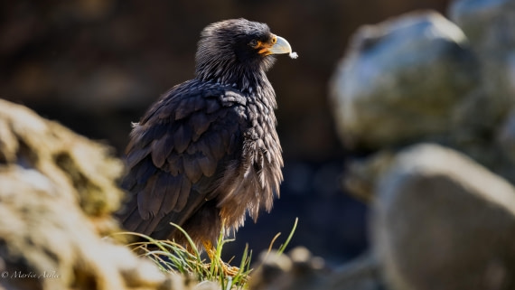 PLA27-25, Day 3, 088A5221 © Martin Anstee - Oceanwide Expeditions.jpg