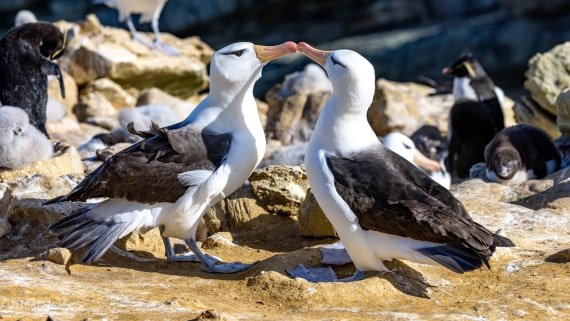 PLA27-25, Day 3, 088A5227 © Martin Anstee - Oceanwide Expeditions.jpg