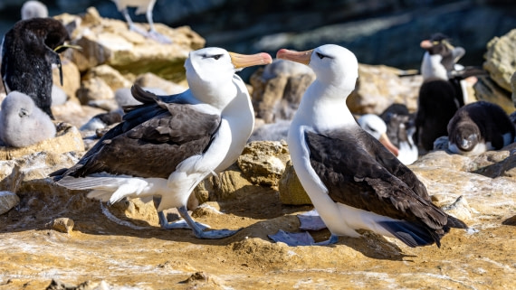 PLA27-25, Day 3, 088A5237 © Martin Anstee - Oceanwide Expeditions.jpg