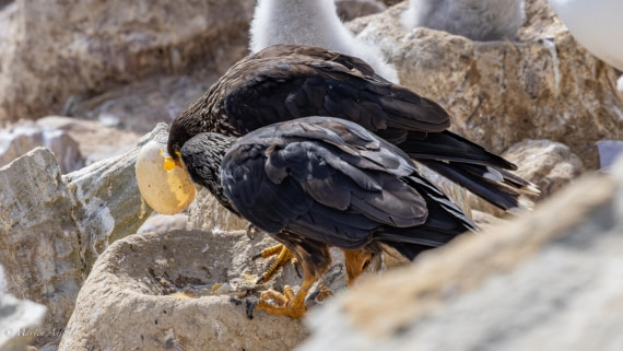 PLA27-25, Day 3, 088A5327 © Martin Anstee - Oceanwide Expeditions.jpg