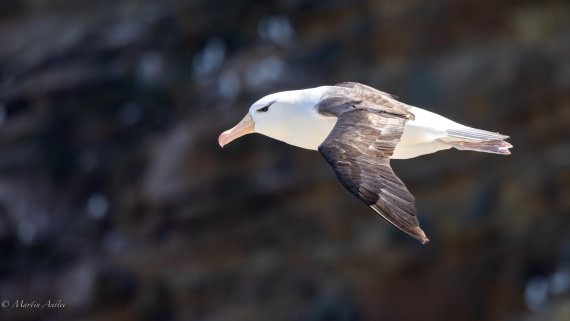 PLA27-25, Day 3, 088A5366 © Martin Anstee - Oceanwide Expeditions.jpg