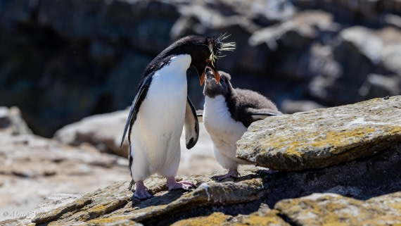 PLA27-25, Day 3, 088A5400 © Martin Anstee - Oceanwide Expeditions.jpg
