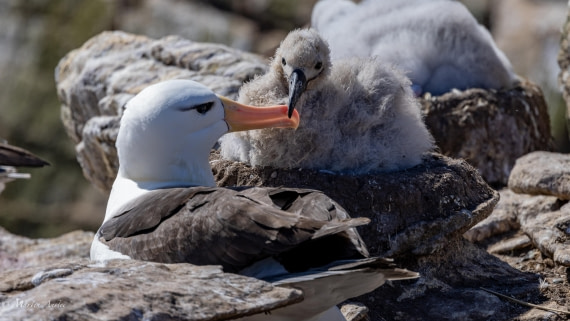 PLA27-25, Day 3, 088A5446 © Martin Anstee - Oceanwide Expeditions.jpg