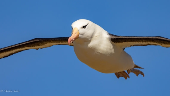 PLA27-25, Day 3, 088A5468 © Martin Anstee - Oceanwide Expeditions.jpg