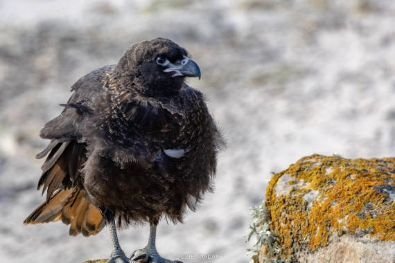 PLA27-25, Day 3, 766A7156 © Susanne Polap - Oceanwide Expeditions.jpg