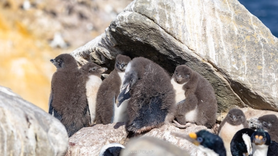 PLA27-25, Day 3, 766A7168 © Susanne Polap - Oceanwide Expeditions.jpg