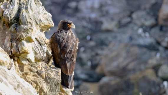 PLA27-25, Day 3, 766A7192 © Susanne Polap - Oceanwide Expeditions.jpg