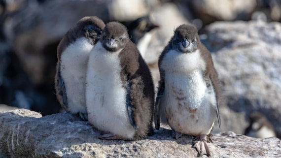 PLA27-25, Day 3, 766A7224 © Susanne Polap - Oceanwide Expeditions.jpg