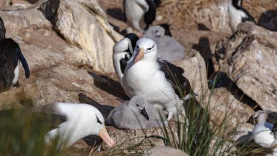 PLA27-25, Day 3, 766A7239 © Susanne Polap - Oceanwide Expeditions.jpg