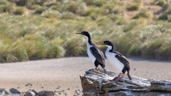 PLA27-25, Day 3, 766A7256 © Susanne Polap - Oceanwide Expeditions.jpg