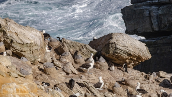 PLA27-25, Day 3, 766A7269 © Susanne Polap - Oceanwide Expeditions.jpg