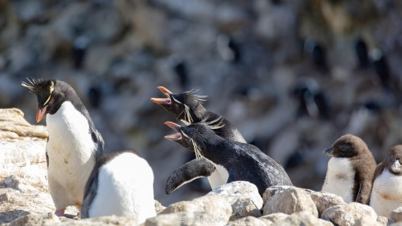 PLA27-25, Day 3, 766A7327 © Susanne Polap - Oceanwide Expeditions.jpg