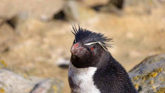 PLA27-25, Day 3, 766A7344 © Susanne Polap - Oceanwide Expeditions.jpg