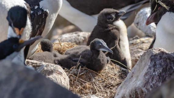 PLA27-25, Day 3, 766A7354 © Susanne Polap - Oceanwide Expeditions.jpg