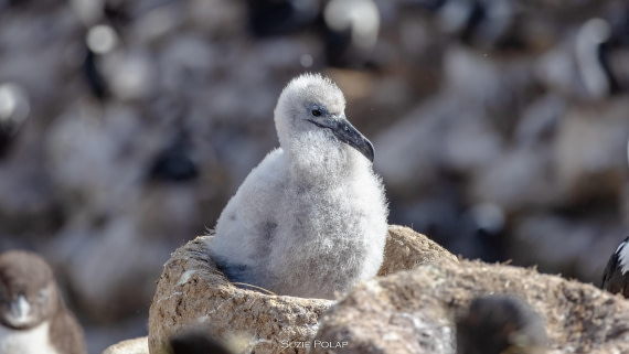 PLA27-25, Day 3, 766A7376 © Susanne Polap - Oceanwide Expeditions.jpg