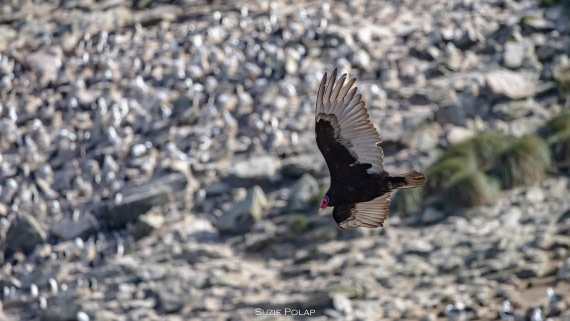 PLA27-25, Day 3, 766A7412 © Susanne Polap - Oceanwide Expeditions.jpg