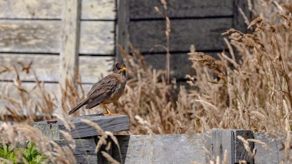 PLA27-25, Day 3, 766A7507 © Susanne Polap - Oceanwide Expeditions.jpg