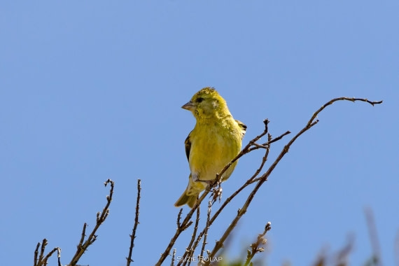 PLA27-25, Day 3, 766A7537 © Susanne Polap - Oceanwide Expeditions.jpg