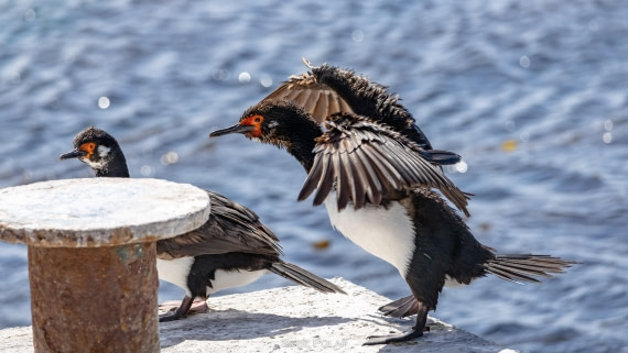 PLA27-25, Day 3, 766A7581 © Susanne Polap - Oceanwide Expeditions.jpg