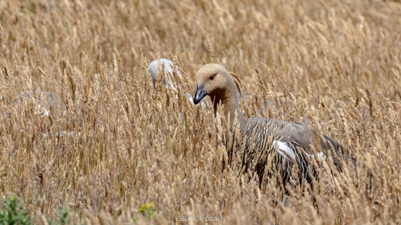 PLA27-25, Day 3, 766A7608 © Susanne Polap - Oceanwide Expeditions.jpg