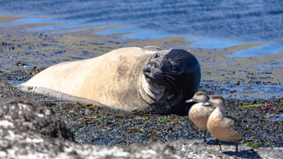 PLA27-25, Day 3, 766A8105 © Susanne Polap - Oceanwide Expeditions.jpg