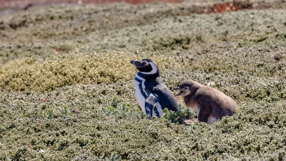 PLA27-25, Day 3, 766A8191 © Susanne Polap - Oceanwide Expeditions.jpg
