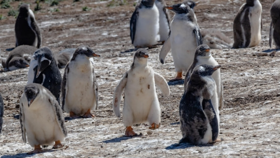 PLA27-25, Day 3, 766A8230 © Susanne Polap - Oceanwide Expeditions.jpg