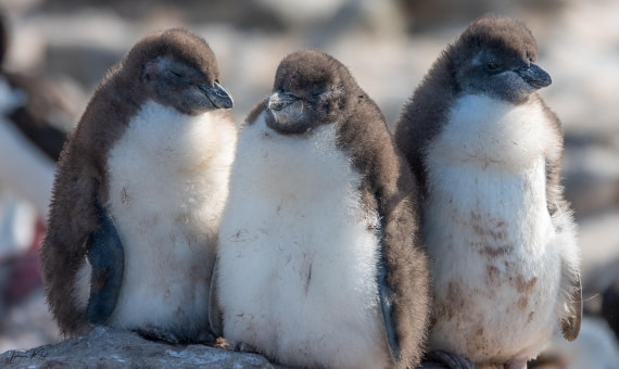 PLA27-25, Day 3, DSC00899 © Tiphanie May - Oceanwide Expeditions.jpg