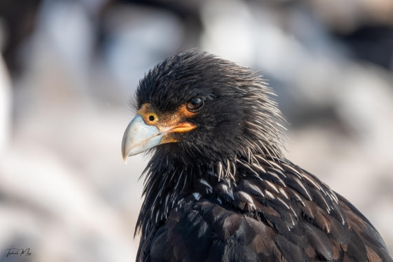 PLA27-25, Day 3, DSC00908 © Tiphanie May - Oceanwide Expeditions.jpg