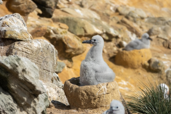 PLA27-25, Day 3, DSC00932 © Tiphanie May - Oceanwide Expeditions.jpg