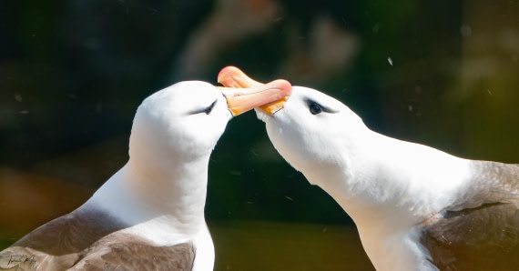 PLA27-25, Day 3, DSC00942 © Tiphanie May - Oceanwide Expeditions.jpg