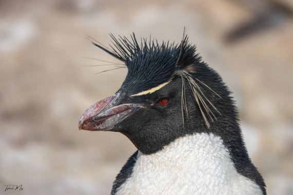 PLA27-25, Day 3, DSC00988 © Tiphanie May - Oceanwide Expeditions.jpg