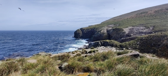 PLA27-25, Day 3, New Island Settlement © Unknown photographer - Oceanwide Expeditions.jpg