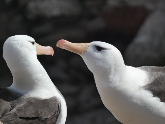 PLA27-25, Day 3, P1170549 © Unknown photographer - Oceanwide Expeditions.JPG