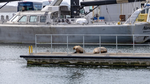 PLA27-25, Day 4, 766A8326 © Susanne Polap - Oceanwide Expeditions.jpg