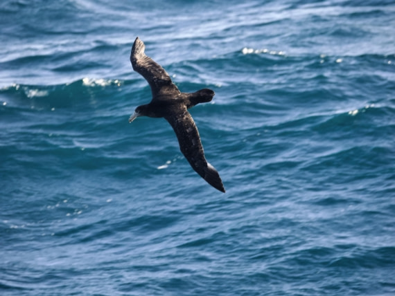 PLA27-25, Day 5, P1190828 © Unknown photographer - Oceanwide Expeditions.jpeg