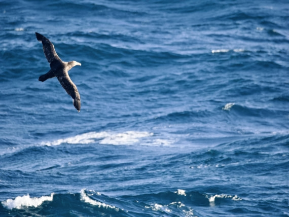 PLA27-25, Day 5, P1190836 © Unknown photographer - Oceanwide Expeditions.jpeg