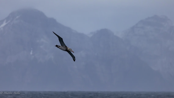 PLA27-25, Day 7, 088A5552 © Martin Anstee - Oceanwide Expeditions.jpg