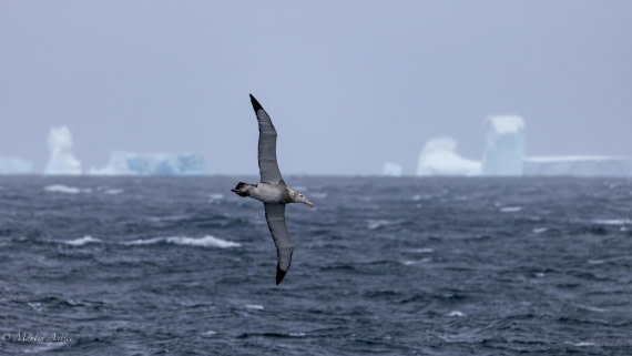 PLA27-25, Day 7, 088A5553 © Martin Anstee - Oceanwide Expeditions.jpg