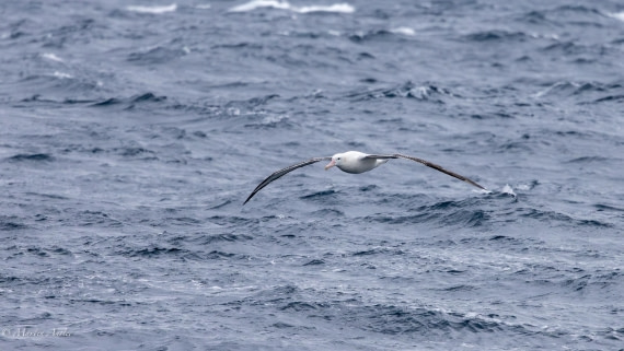 PLA27-25, Day 7, 088A5594 © Martin Anstee - Oceanwide Expeditions.jpg