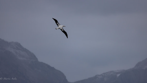 PLA27-25, Day 7, 088A5610 © Martin Anstee - Oceanwide Expeditions.jpg