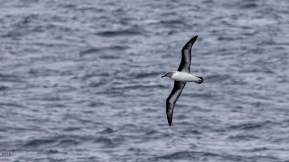 PLA27-25, Day 7, 088A5631 © Martin Anstee - Oceanwide Expeditions.jpg