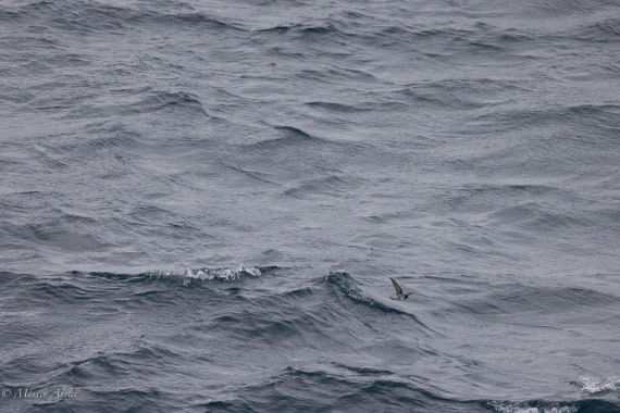 PLA27-25, Day 7, 088A5635 © Martin Anstee - Oceanwide Expeditions.jpg