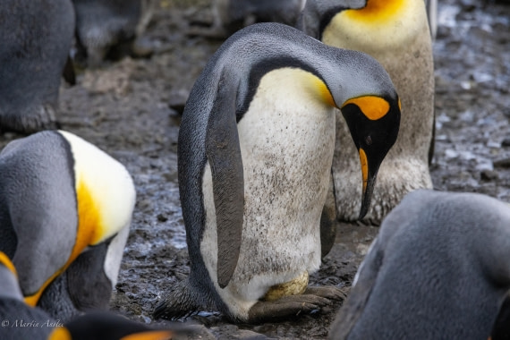 PLA27-25, Day 7, 088A5930 © Martin Anstee - Oceanwide Expeditions.jpg