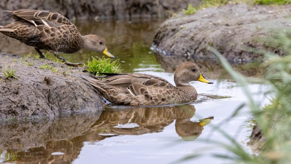 PLA27-25, Day 7, 088A5948 © Martin Anstee - Oceanwide Expeditions.jpg