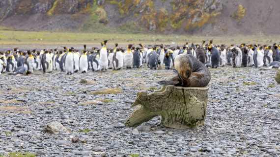 PLA27-25, Day 7, 766A8751 © Susanne Polap - Oceanwide Expeditions.jpg