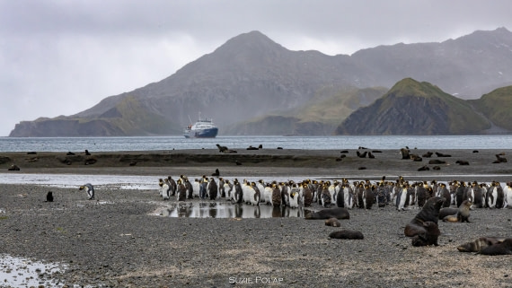 PLA27-25, Day 7, 766A8973 © Susanne Polap - Oceanwide Expeditions.jpg