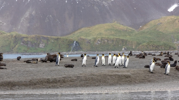 PLA27-25, Day 7, 766A9060 © Susanne Polap - Oceanwide Expeditions.jpg