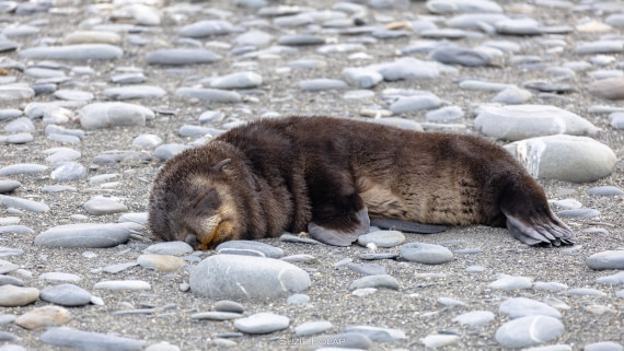 PLA27-25, Day 7, 766A9158 © Susanne Polap - Oceanwide Expeditions.jpg